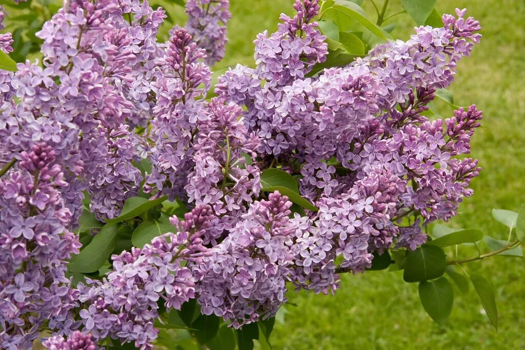 Сирень 20. Сирень Syringa vulgaris. Сирень обыкновенная Кавур. Reaumur сирень. Сирень сорт Кавур.