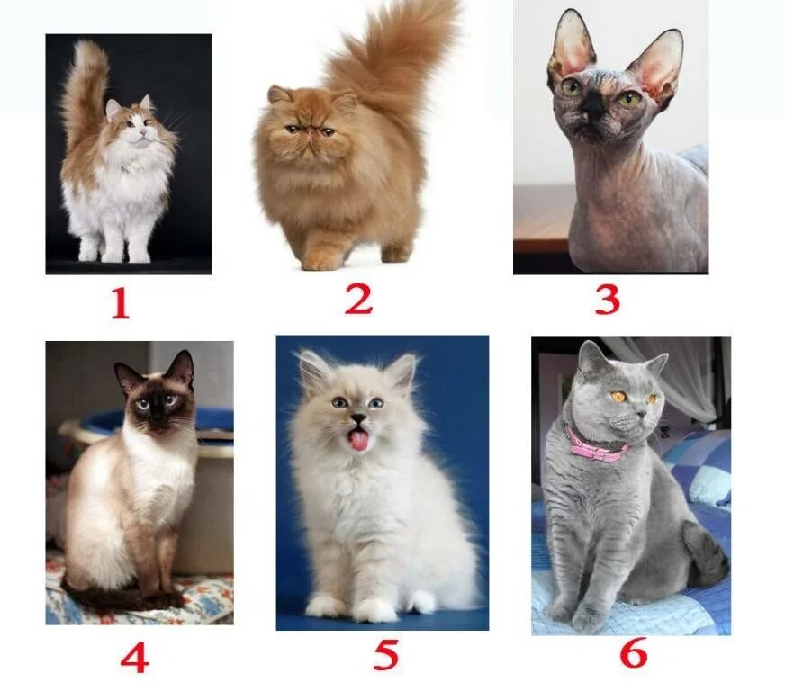 Подбери кота