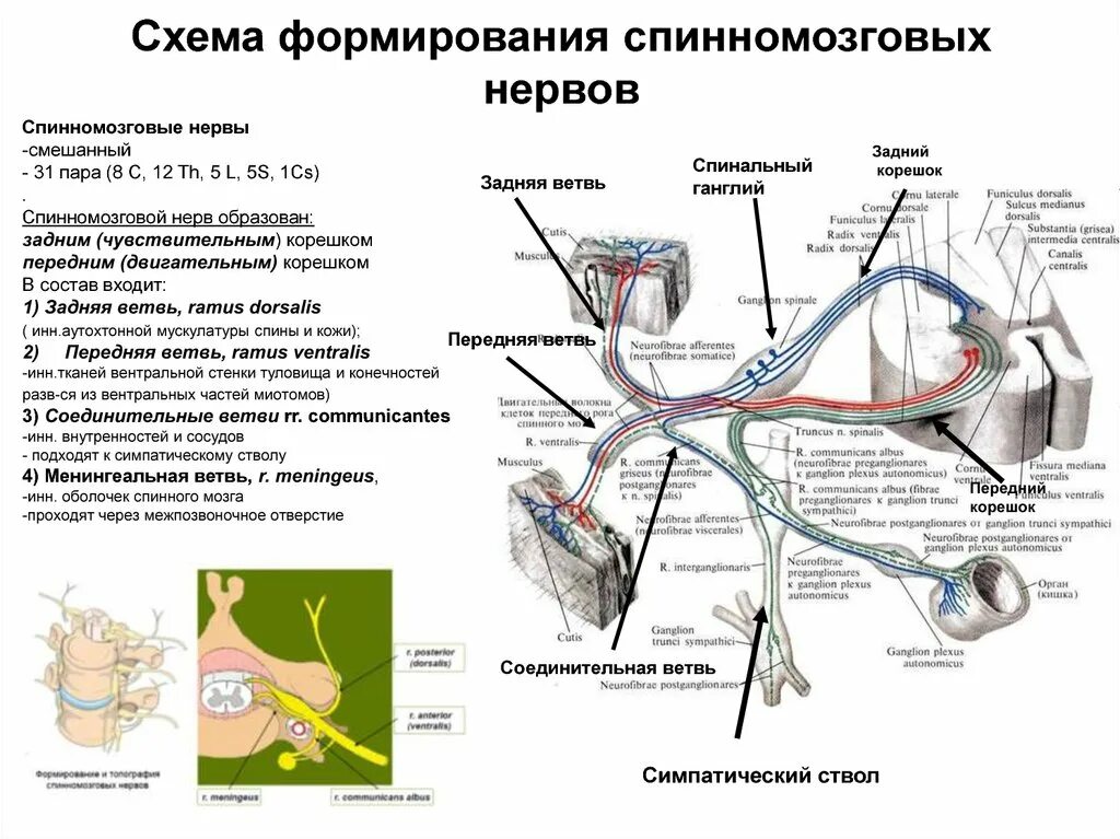 Схема образования спинномозгового нерва и его ветвей. Схема образования спинномозгового нерва. Схема формирования спинномозговых нервов. Схема формирования спинномозгового нерва.