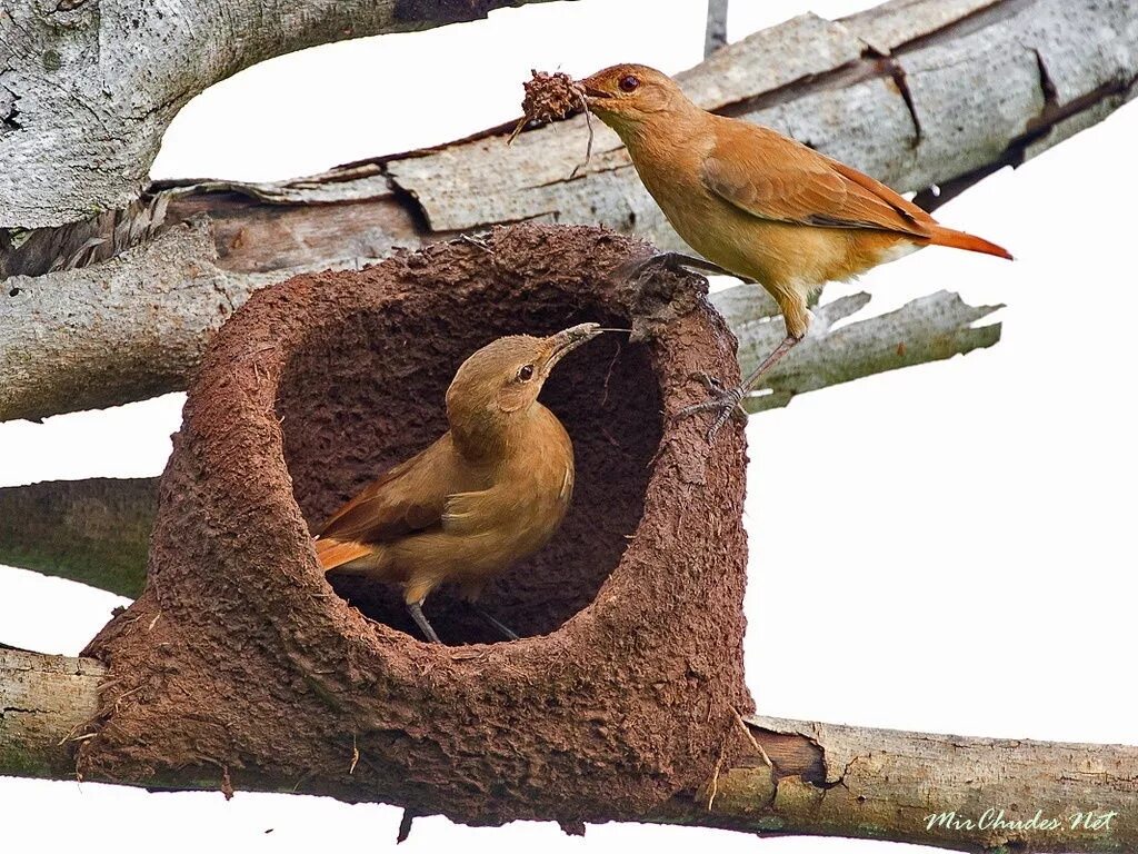 Птица ткачик вьет гнездо. Птичье гнездо. Пеночка птичка гнездо. Шалашник австралии. Птенец горихвостки.