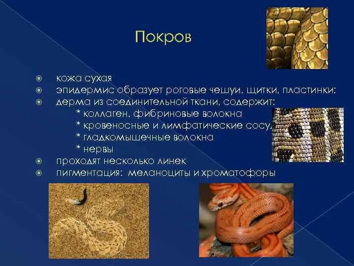 Роговые чешуйки для животного. Роговые чешуи рептилий. Крокодил роговые чешуйки. Роговые чешуи пресмыкающихся. Кожа с роговыми чешуйками или щитками.