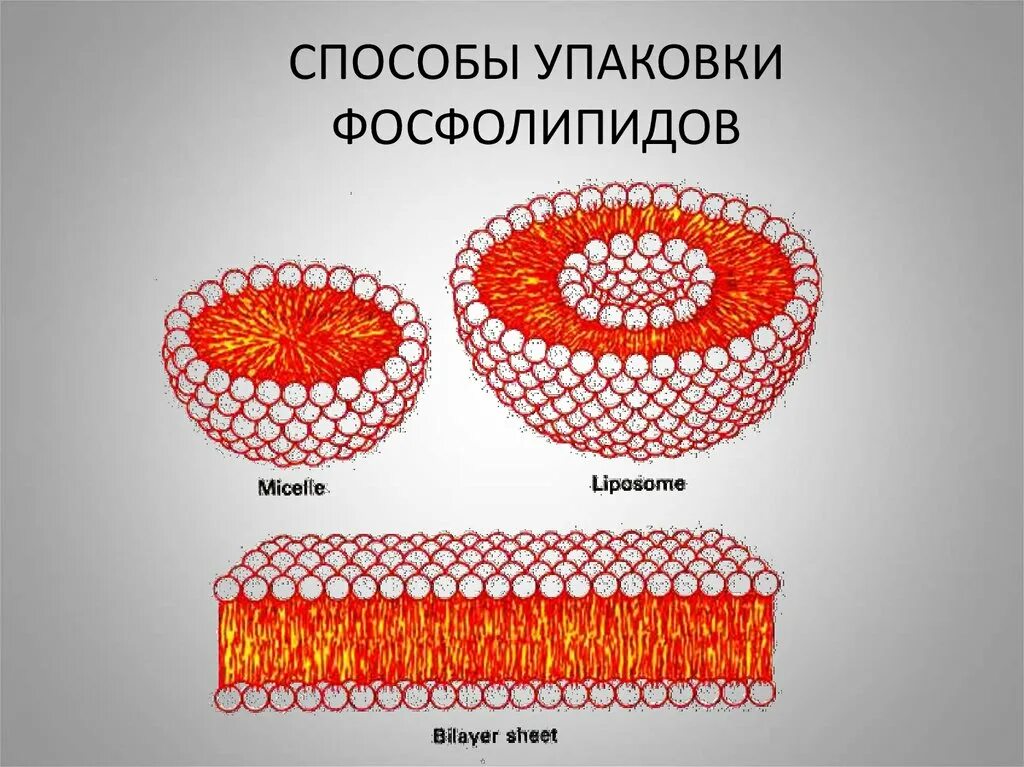 Мицеллы липидов. Самоорганизация фосфолипидов. Структура мицеллы липидов. Фосфолипидные мицеллы. Лучшие липидные маски