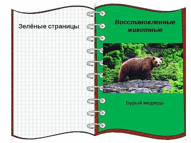 Животные из зеленой книги. Книга зеленые страницы животные. Животные из книги зеленые страницы. Зелёные страницы медведь.
