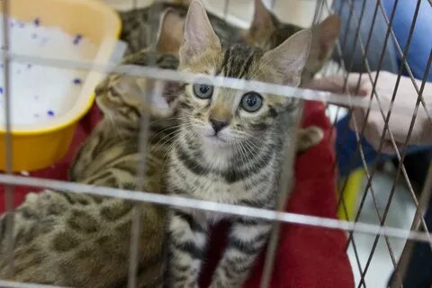 Парк хаус выставка кошек