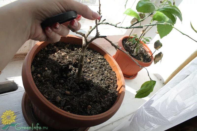 Лимонное дерево высохло. Апельсиновое дерево засохло. Засохший мандарин. Мандариновое дерево засохло. Сохнет мандарин