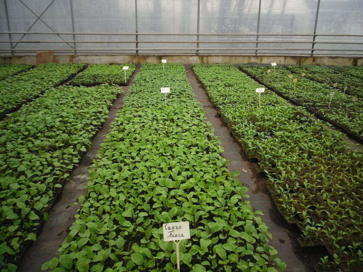 Питомники саженцев тимирязевской академии. Питомник тимирязевской академии калуга. Питомники саженцев тимирязевской академии. Тимирязевский питомник. Питомник тимирязевской академии калуга.