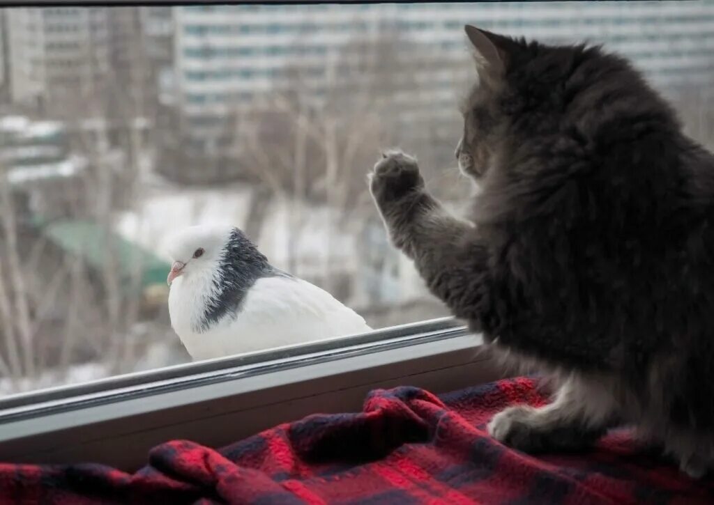 Птичка садится на окошко. Кошка на окне. Птица на подоконнике. Голубь на подоконнике. Кошка на подоконнике.