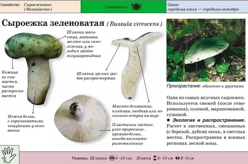 Горчат ли сыроежки
