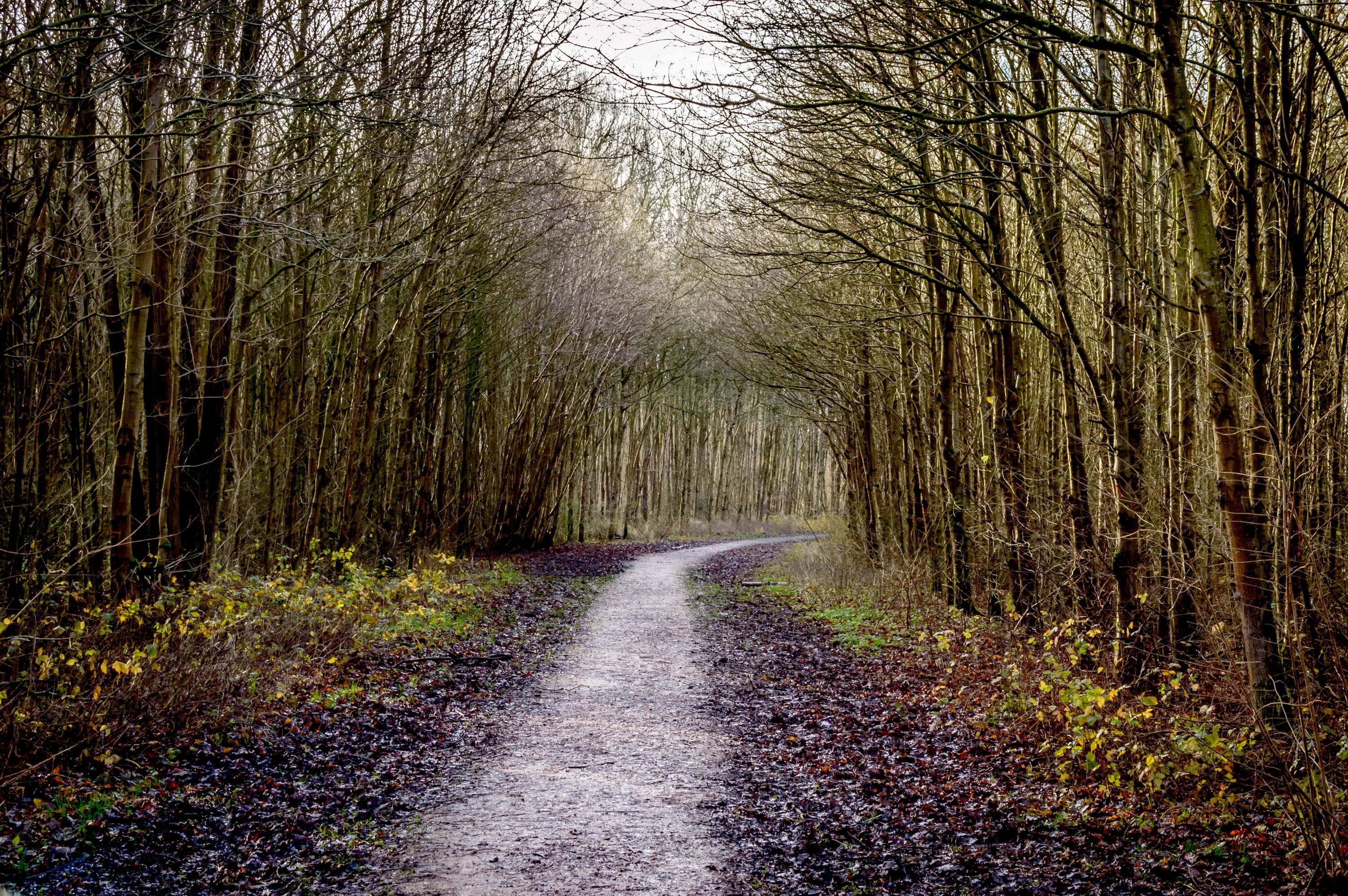 Between the trees