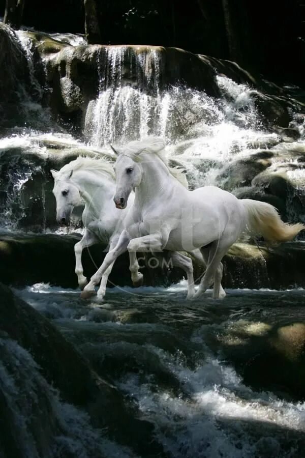 Художник paul miners. Horses dreaming. Horses dreaming. Постер лошадь. Вороная лошадь рисунок.