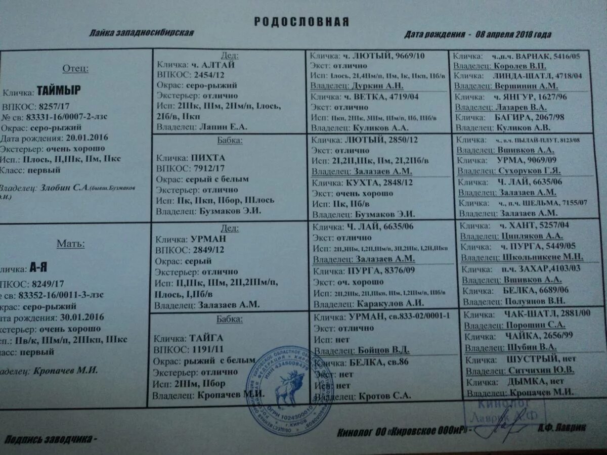 Клички собак лаек западно сибирских. Клички охотничьих собак девочек зсл. Кличка западно-сибирской лайки родословная. Клички для собак мальчиков лайки охотничьи. Клички западно сибирских лаек охотничьих.