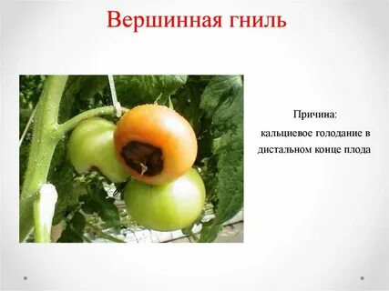 Как лечить вершинную гниль