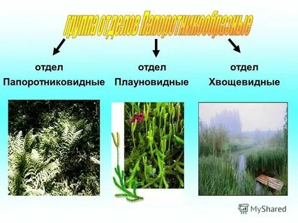 Плауновидные среда обитания таблица
