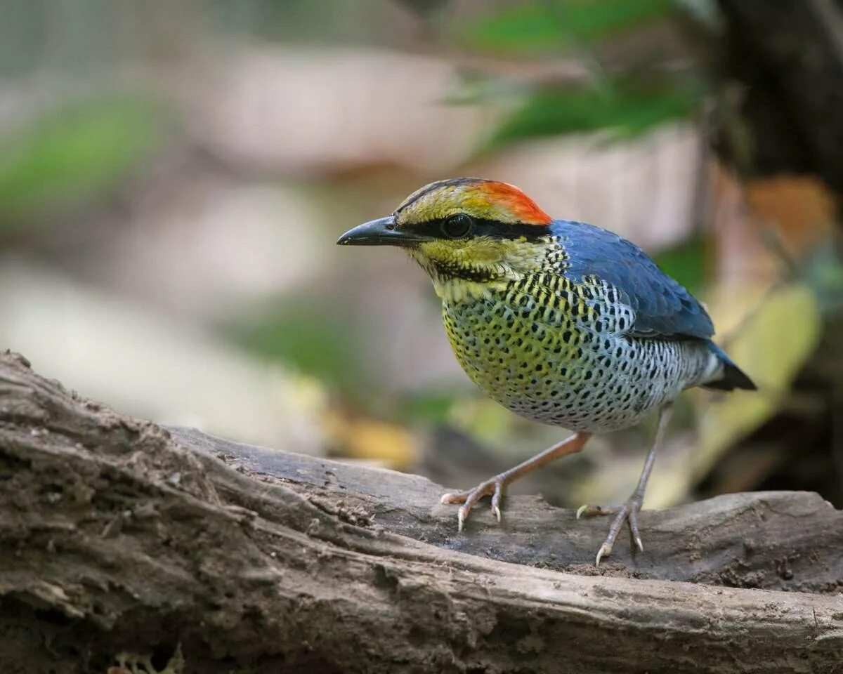 Сорокопут жулан птица пение. Обыкновенная кукушка сойка. Синекрылая питта. Многоголосый пересмешник. Рыжеголовая зарянка.