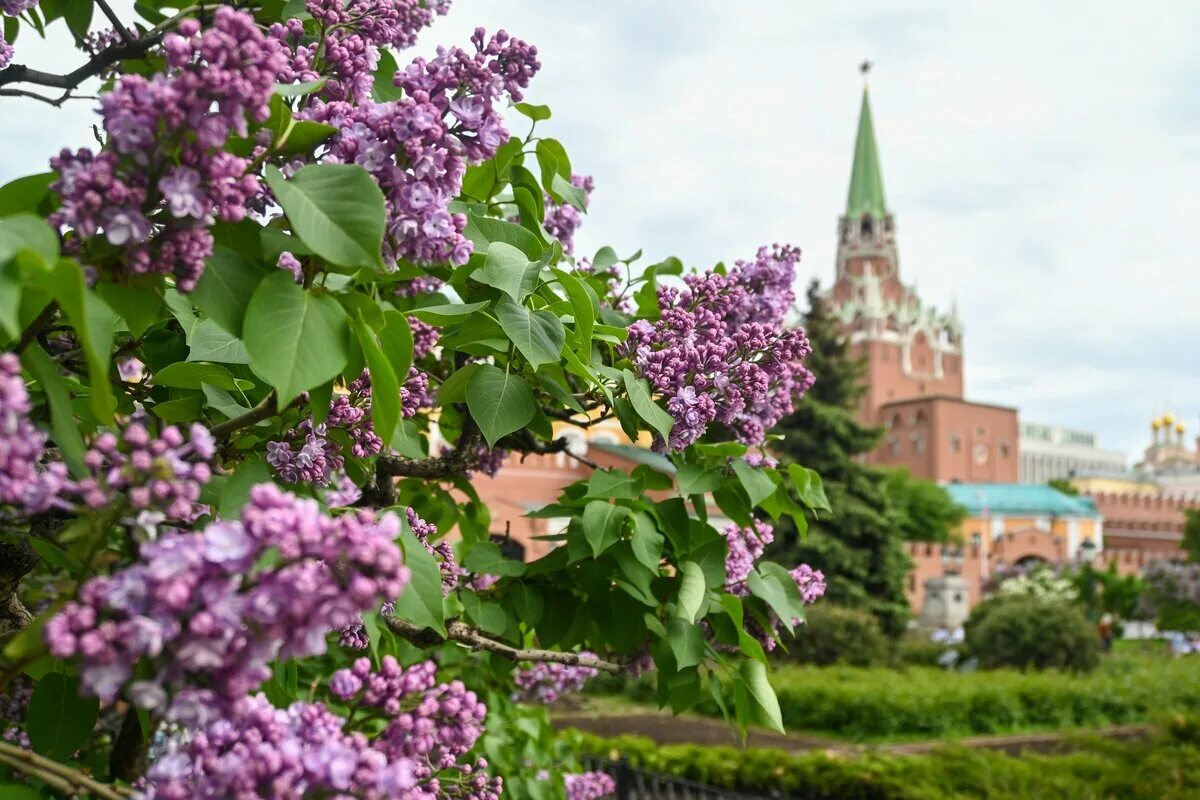 Сирень Московский университет. Сирень огни Москвы. Сирень петербурженка. Цветение сирени в Москве.