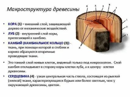 Дерево находится в состоянии при комнатной температуре