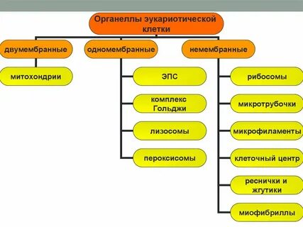 Особая немембранная органелла это