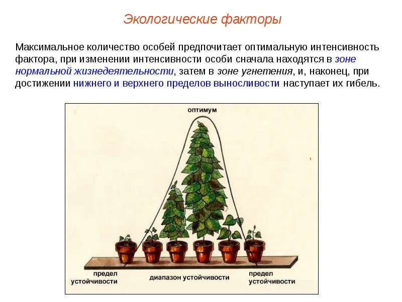 Закон оптимума растения. Оптимальный фактор в экологии. Закон совокупного действия факторов жизни растений. Закон оптимума примеры. Лимитирующий фактор жизни растений в нечерноземной зоне