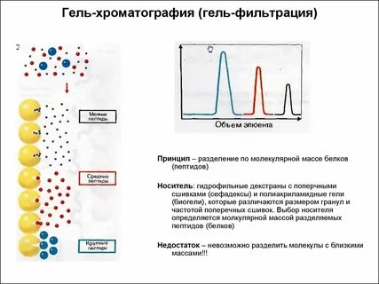 Гель фильтрация принцип метода