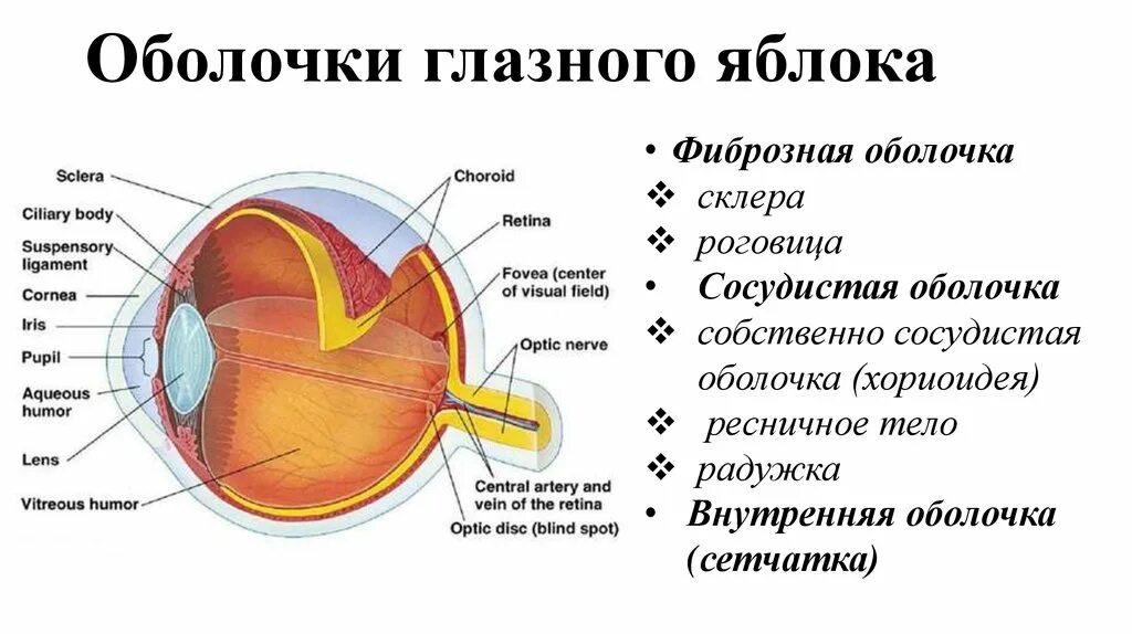 Строение фиброзной оболочки глазного яблока. Зрительный анализатор строение и функции анатомия. Строение наружной оболочки. Строение наружная оболочка фиброзная.