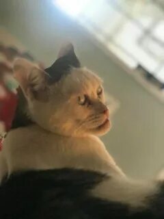 It look like a cat