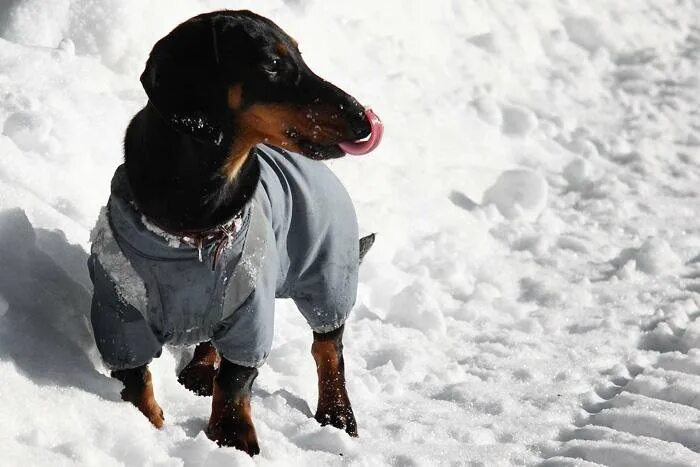 Снежная такса 2024. Такса в снегу. Собака зимой. Такса с надписью. Снежная такса 2024.