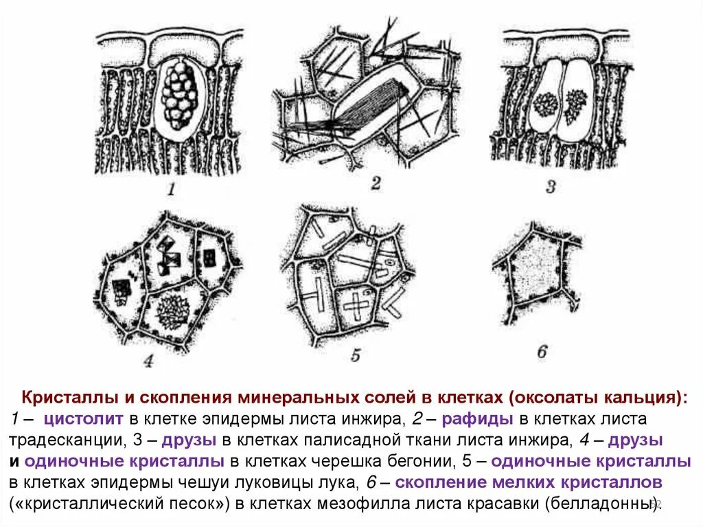 Рафиды в клетках листа традесканции. Кристаллы оксалата кальция в клетках черешка листа бегонии. Клетки эпидермы листа традесканции. Клетка листа бегонии