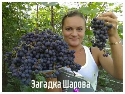 Виноград загадка описание