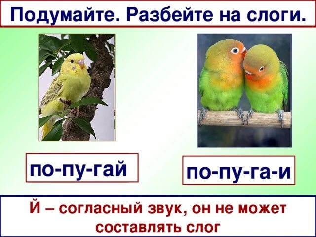 Попугай деление на слоги. Попугай разделить на слоги. Раздели на слоги попугай. Попугаи слоги в слове.