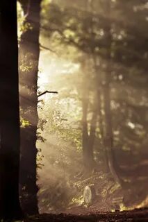 Forest but