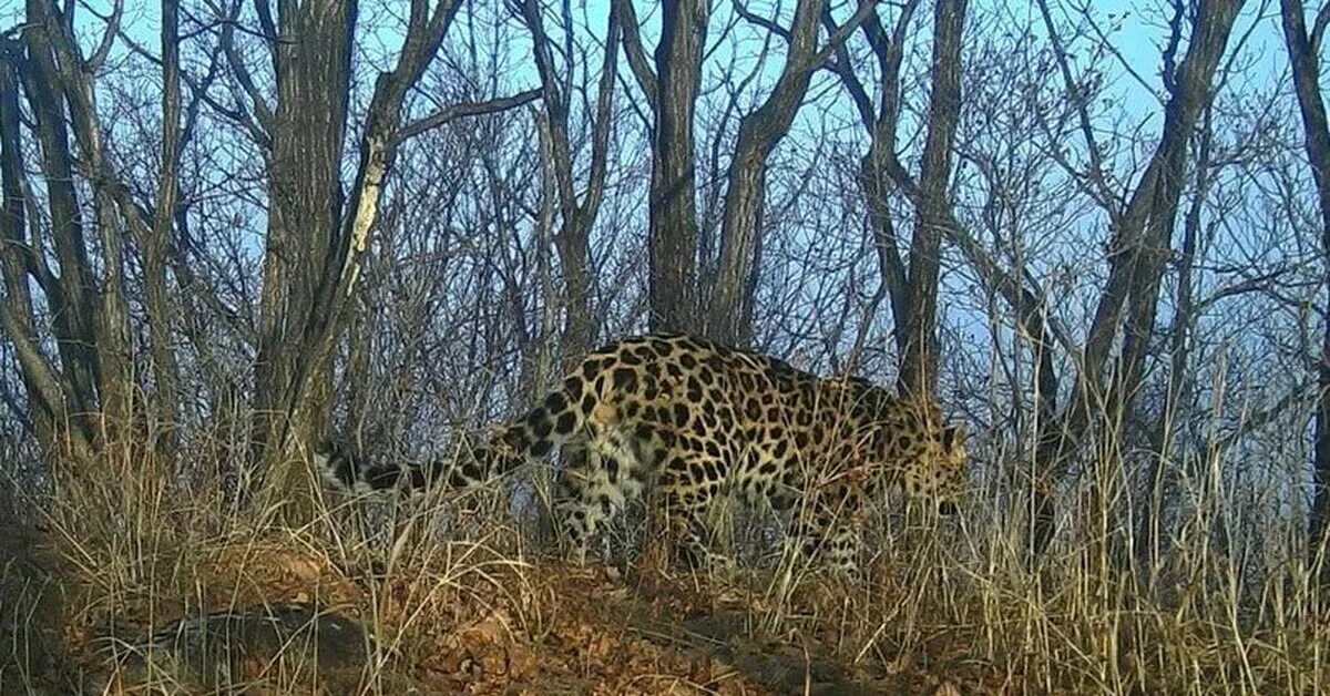 Дальневосточные имена