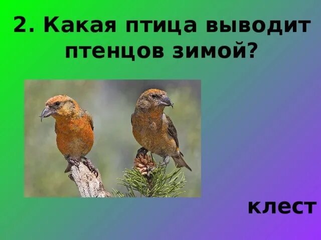 Какая выводит птенцов зимой. Какая птица выводит птенцов зимой. птицы выводят птенцов летом. птица выводит птенцов весной. павлин выводит птенцов зимой.