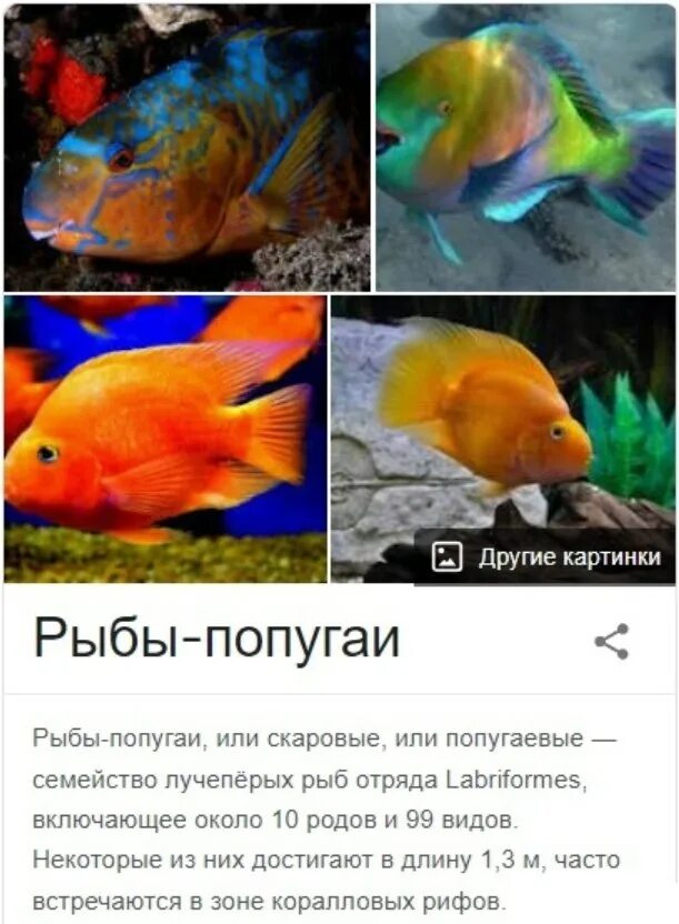 Совместимость аквариумных рыбок попугаев