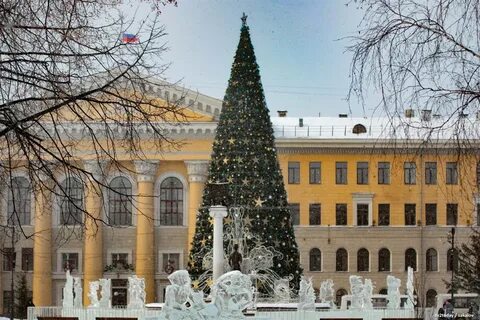 Елки томск