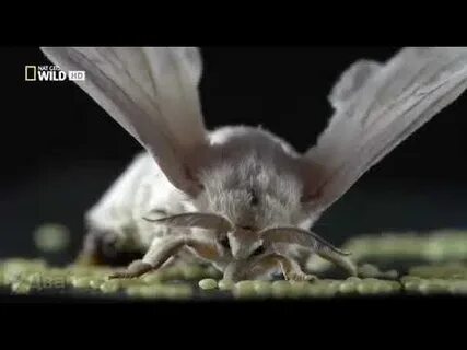 Включи мотыльки