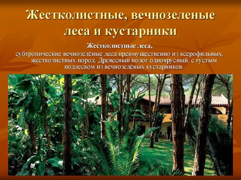 Зона вечнозеленых лесов Евразии. Евразия жестколиственные вечнозелёные леса и кустарники. Жестколиственные вечнозелёные леса Испания. Жестколиственные вечнозеленые леса зона.