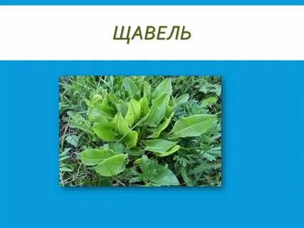 Что такое щавель персик в тик токе