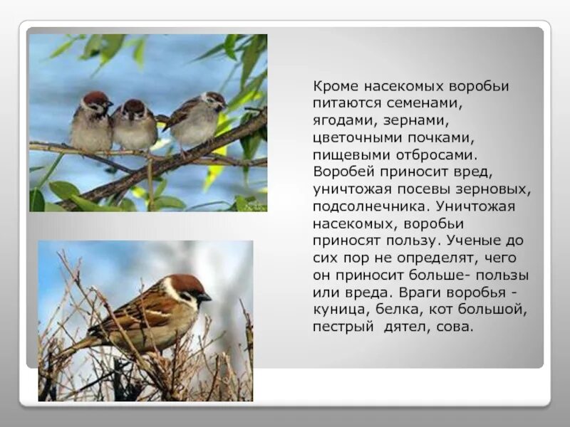 Птицы питающиеся гусеницами. Насекомоядные птицы воробей. Воробей. Птица торгай. Сочинение про воробья.