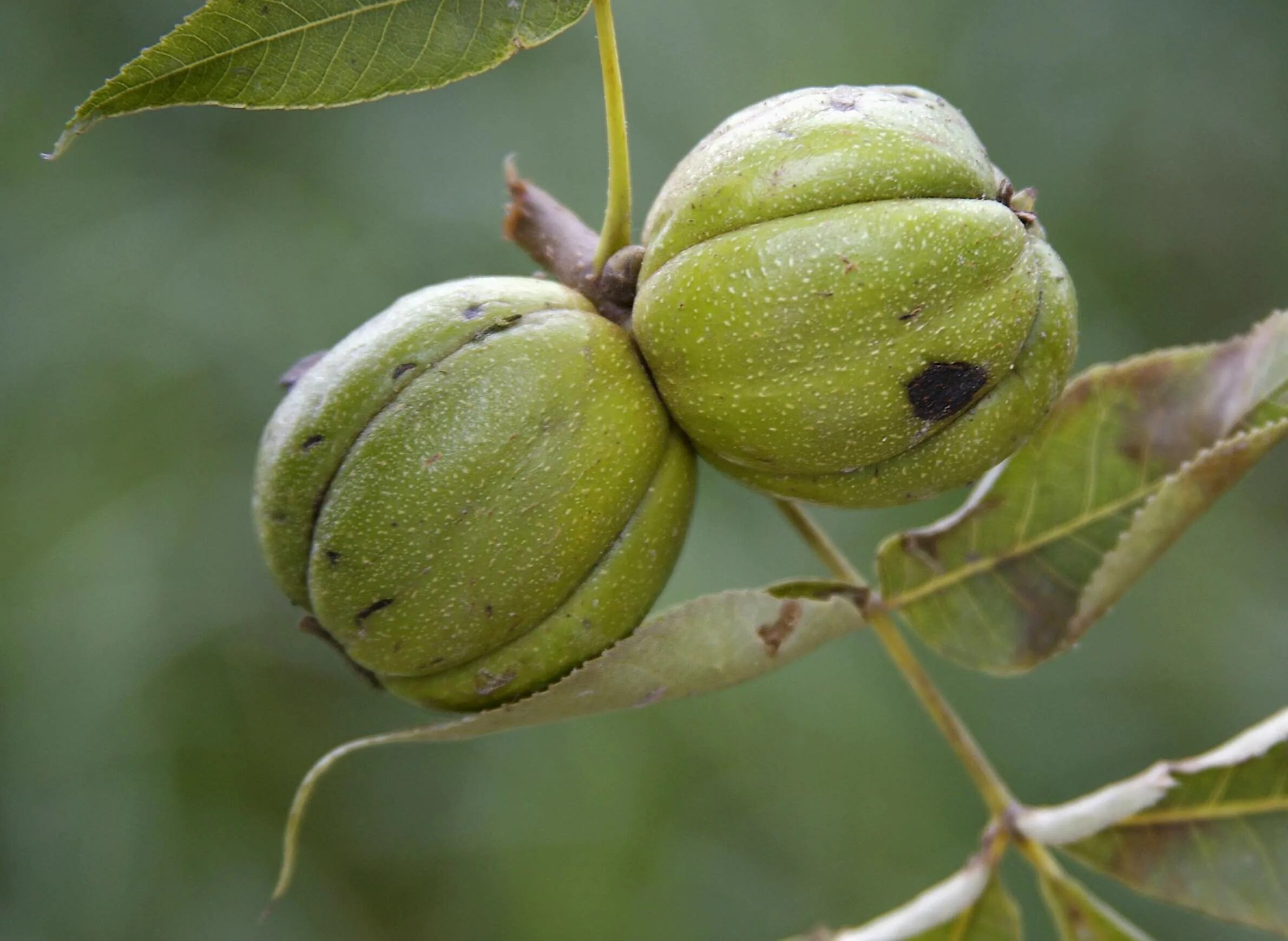 Carya laciniosa. Орех кария овальная. Орех гикори. Саженцы орех кария пекан. Гикори кария бахромчатая.