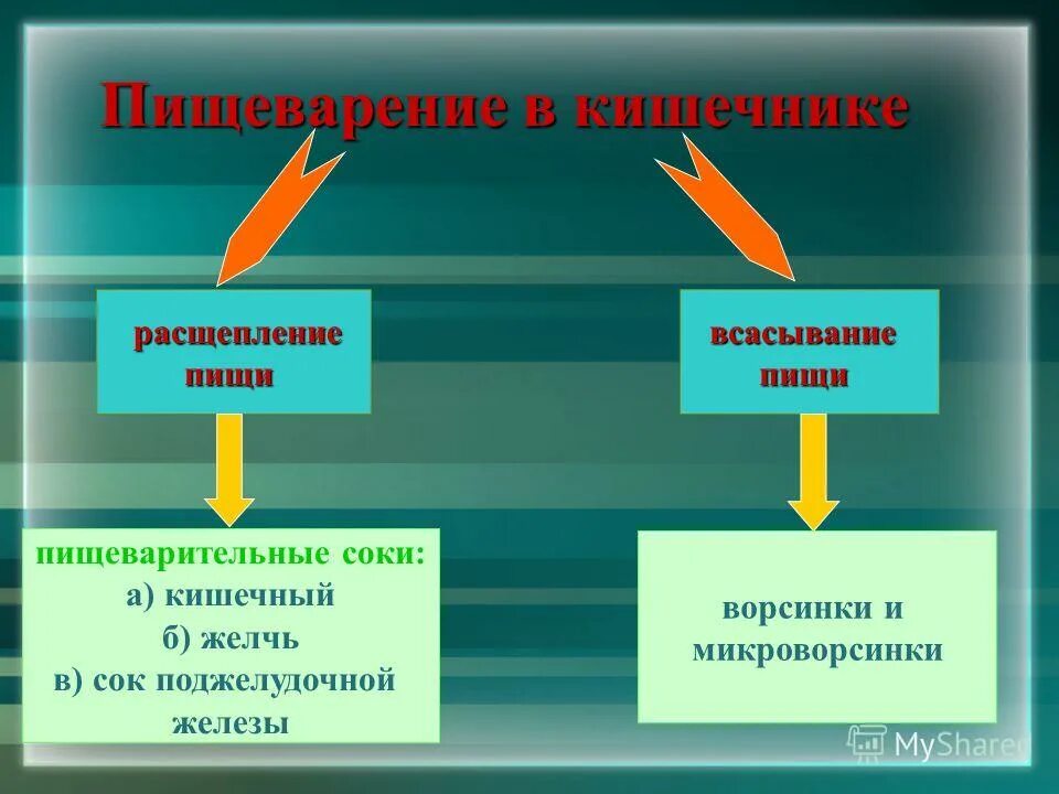 Желчь расщепляет углеводы расщепляет жиры