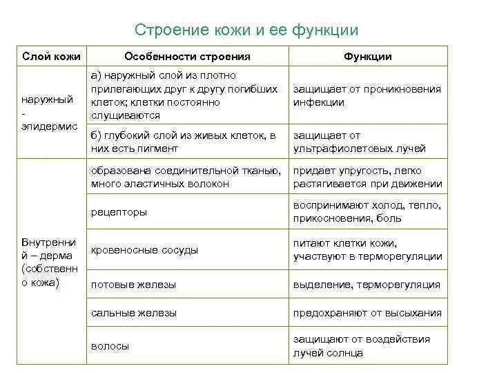 Таблица кожи человека. Слои кожи строение и функции таблица. Таблица слой кожи особенности строения функции. Строение и функции кожи слой кожи особенности строения функции. Функции слоев кожи человека таблица.