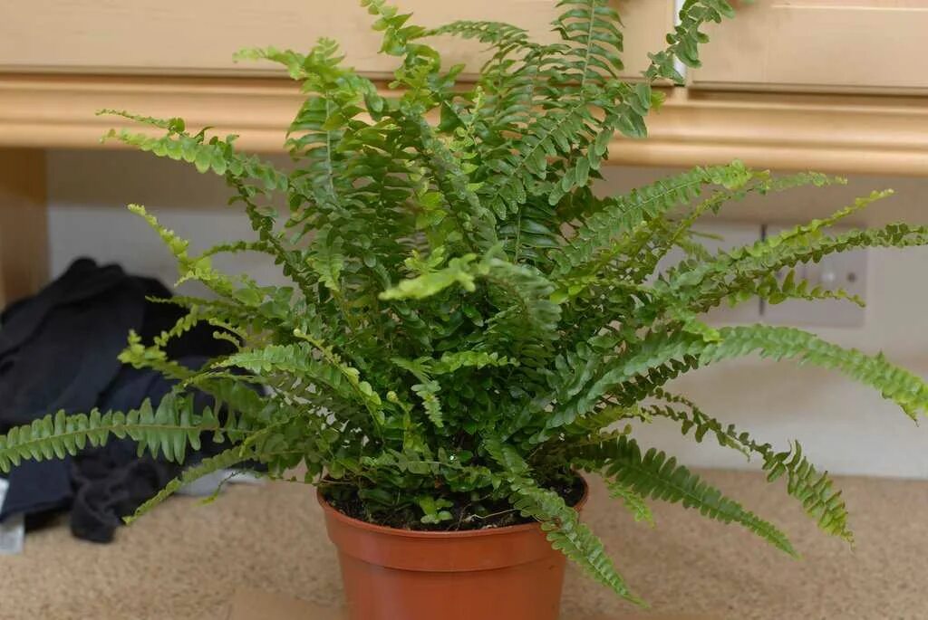 Эпифитный папоротник даваллия. Адиантум, нефролепис,. Комнатный папоротник фото и названия. Папоротник комнатный аура. Папоротник комнатный.