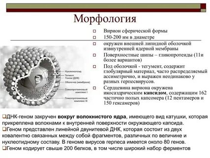 Днк герпеса