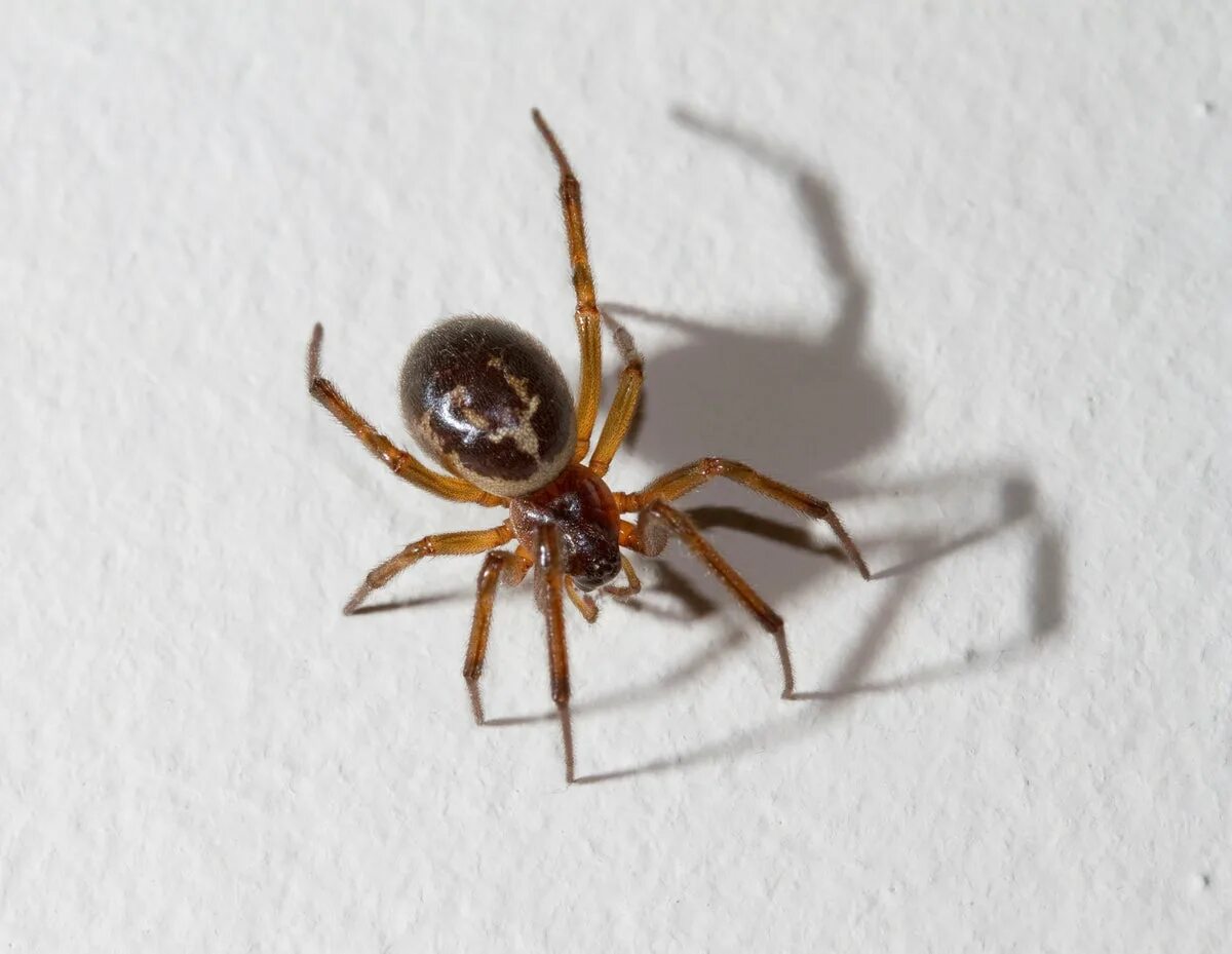 Файл:Black Widow Spider  Вікіпедыя