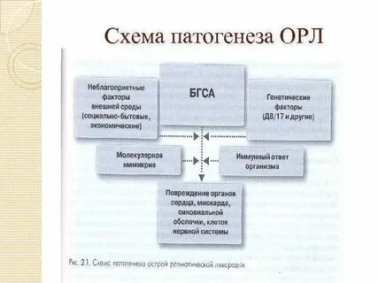 Патогенез острой ревматической лихорадки