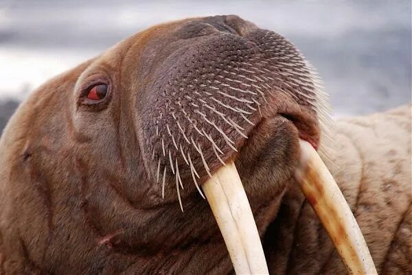 глаза моржа