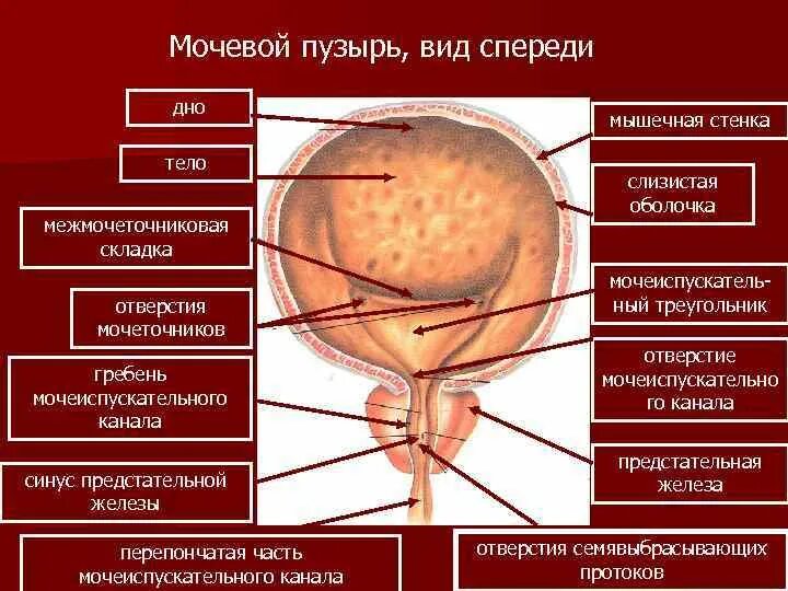 Мочевой пузырь выполняет функцию. Строение мочевого пузыря тело дно. Строение мочевого пузыря верхушка тело дно шейка. Строение мочевого пузыря дно. Мочевой пузырь дно шейка.