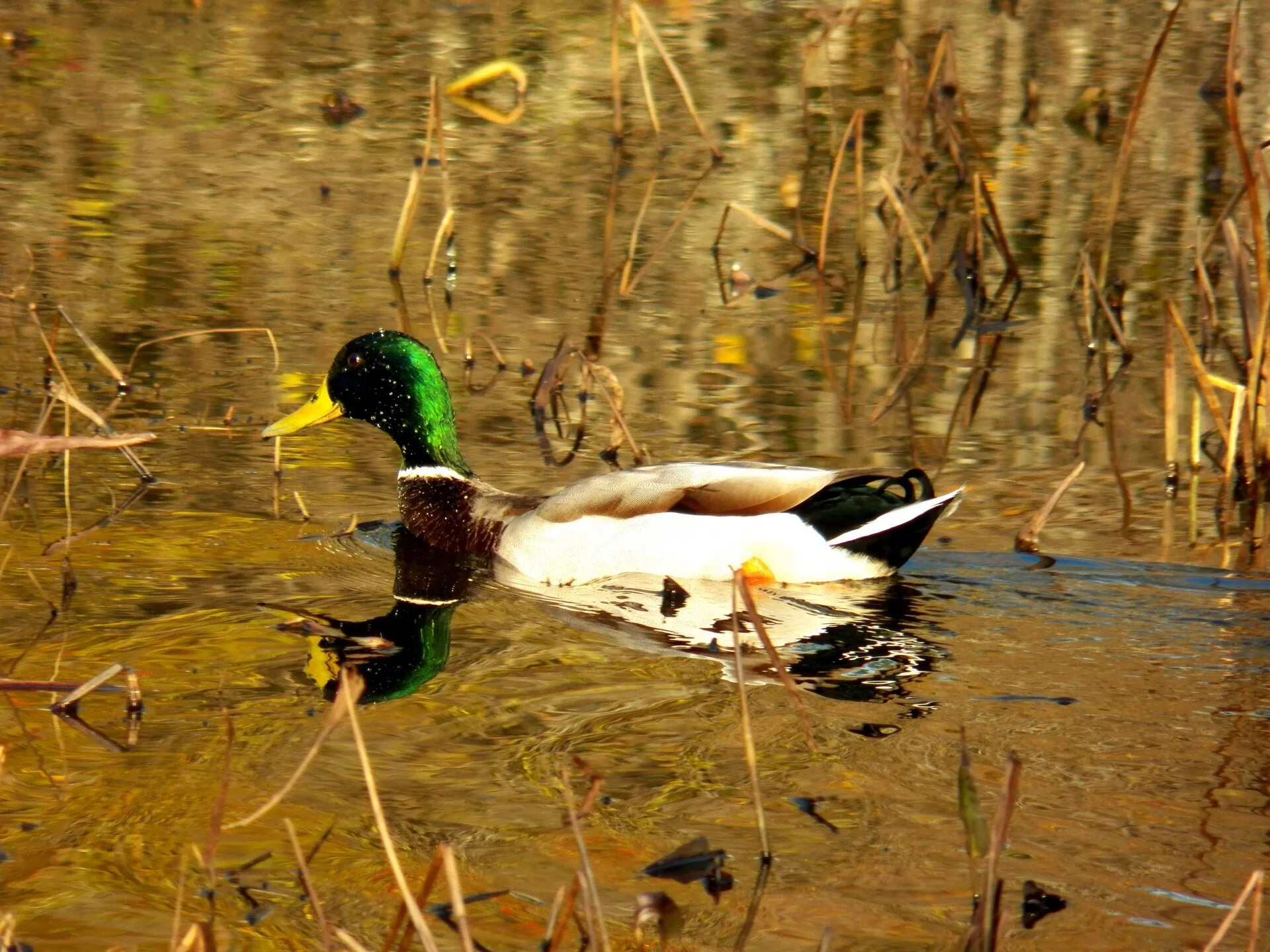 Белогрудая кряква. Дикие утки северного кавказа. Покажи дикую утку. Утка в сибири. Берберийской утки.