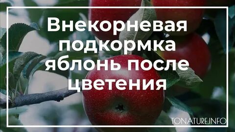 Яблоня после цветения