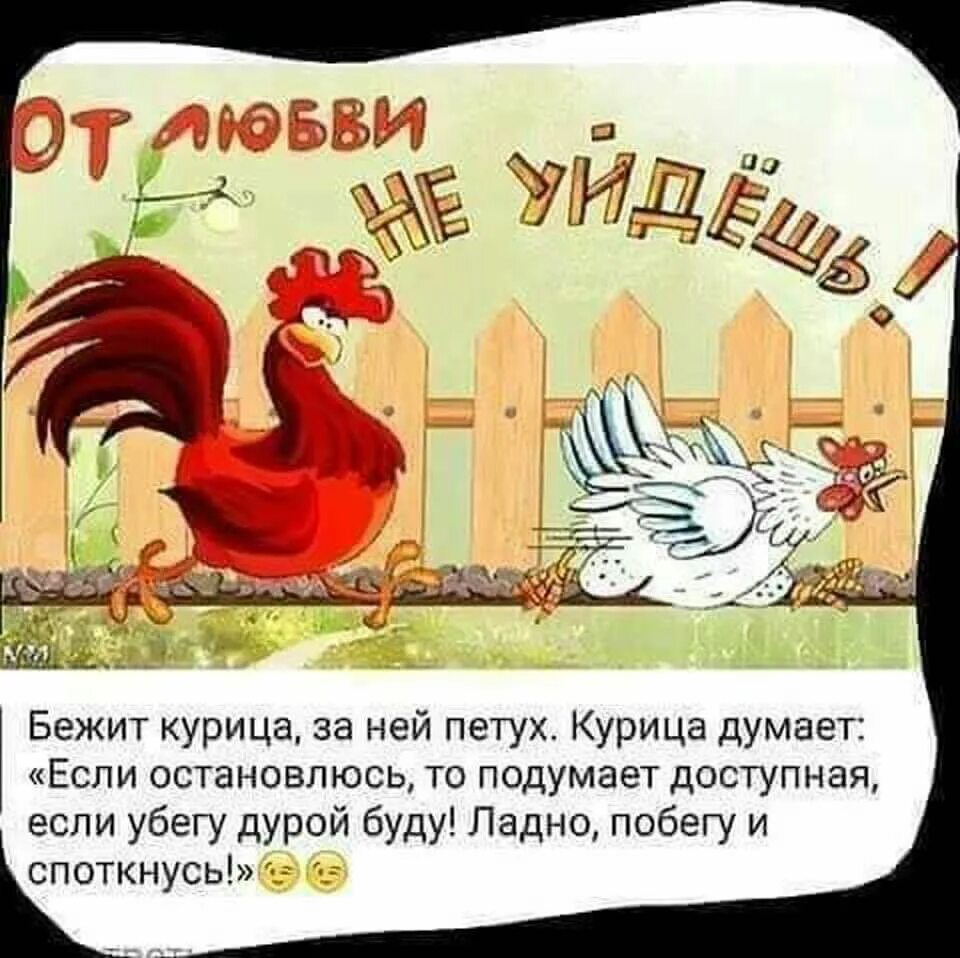 Петушок демотиваторы. Всю ночь кричали петухи. Петух на заборе. Не успеет трижды пропеть петух. Петушок на заборе.